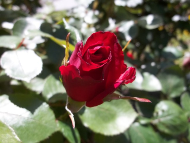 Red rose in Djansug Kakhidze Park