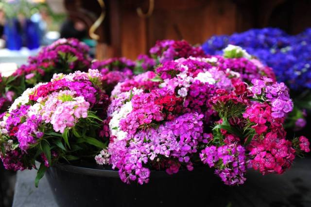 The Flower Festival in Tbilisi
