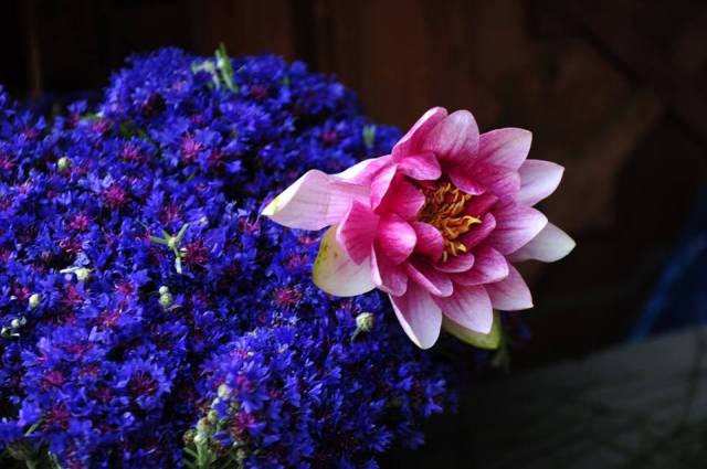 The Flower Festival in Tbilisi