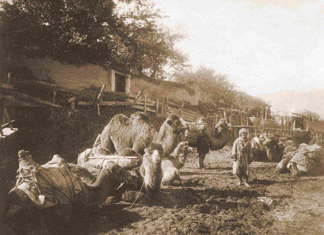 A camel caravan in Tiflis
