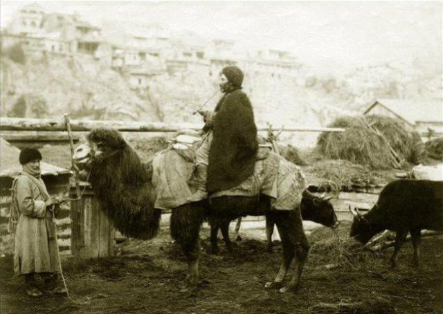 A Camel in 19th Century Tiflis