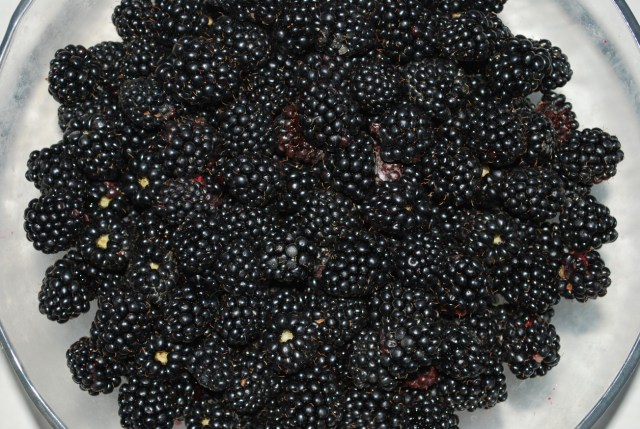 Blackberries