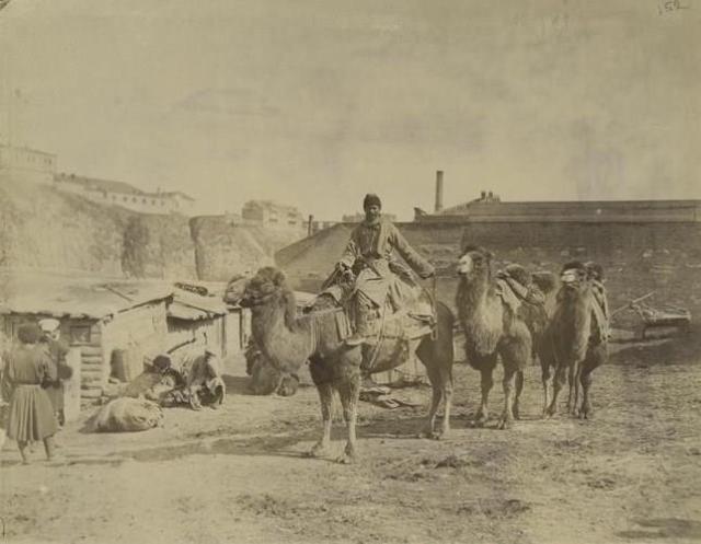 Camels in Tiflis