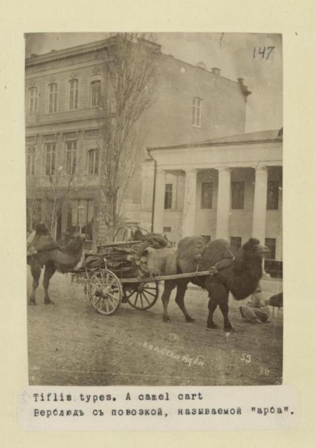 Camel pulling a cart in a Tiflis street.