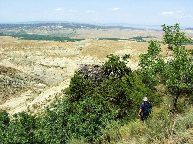 A nesting bird at the Chachuna Managed Reserve