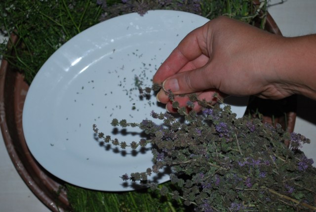 Removing Seeds - Copy