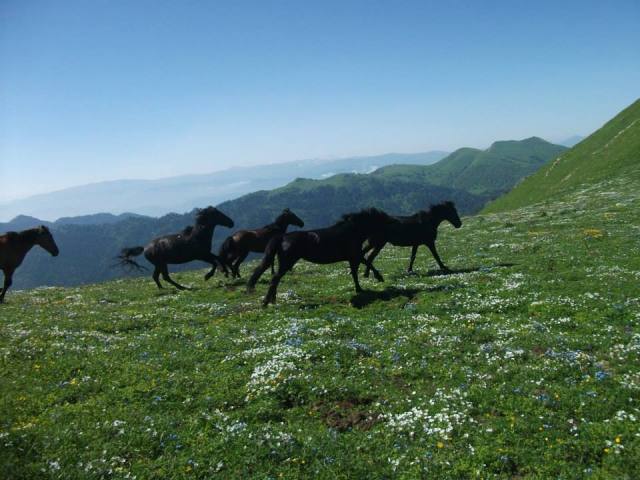 Horses on St. Andrews Trail in the Borjomi-Kharagauli National Park