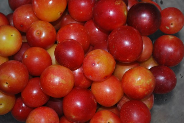 Tkemali Plums - Copy