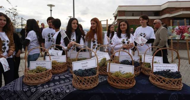 Display of grape varieties at the Georgian Wine Day