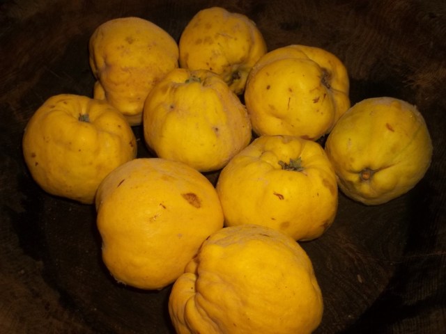 Quince - Copy
