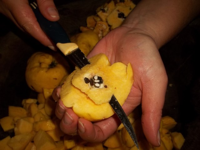 Removing Seeds from Quince - Copy