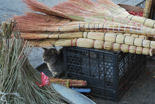 Cat and brushes at the Dezerter Bazaar
