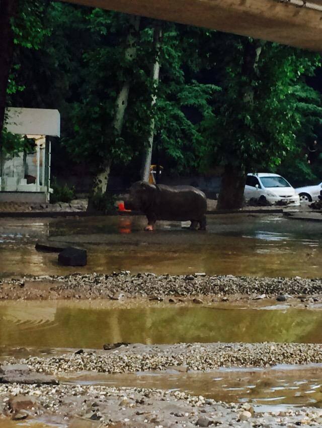 A hippopotamus in Heroes Square in the center of Tbilisi. Photo source Tbilisi City Hall