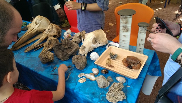 Natural history exhibits at the Scientific Picnic at Vake Park in Tbilisi