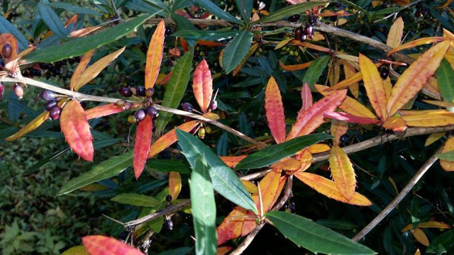 12190805_999481006777744_7531667607144027213_n