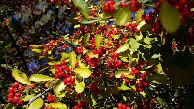 Kutaisi Botanical Garden