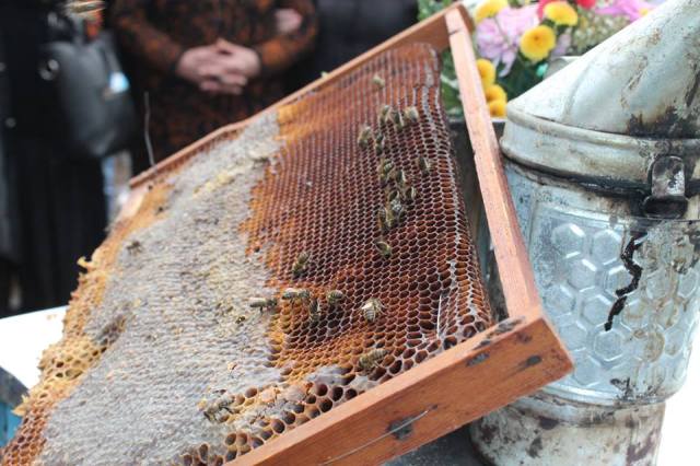 Honey comb display at the Egrisoba 2015 festival